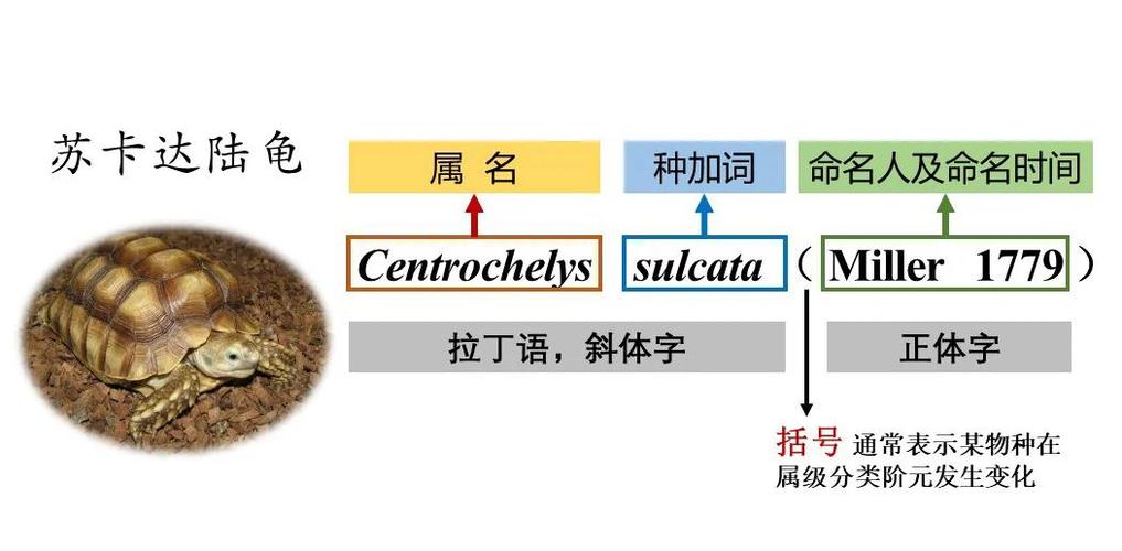 怎么用指令命名生物