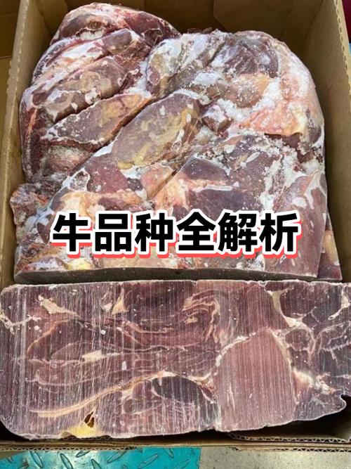 牛品种大全及图片介绍图标