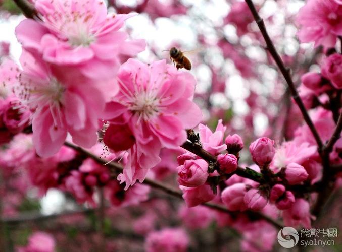 桃花源里桃花开图标