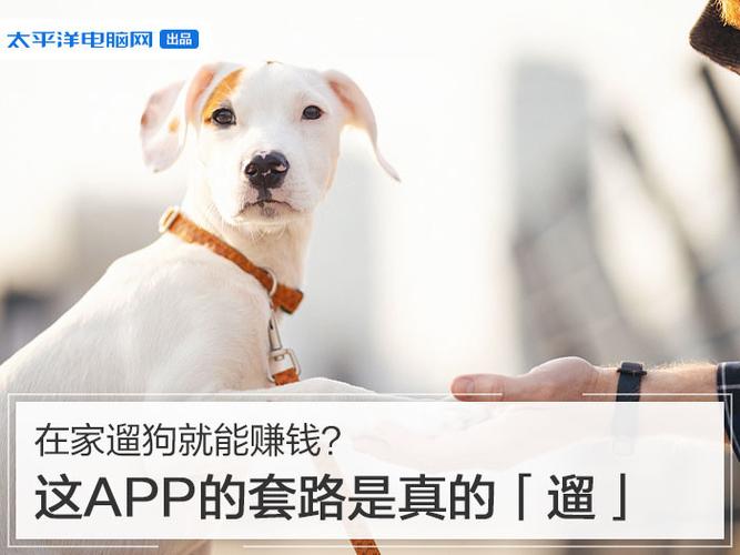 遛狗就能赚钱缩略图