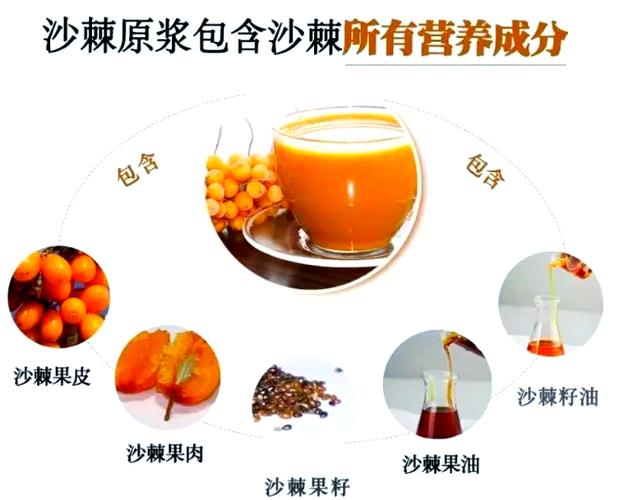 沙棘是什么水果图片