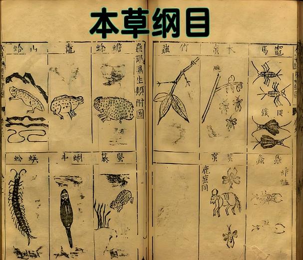 本草纲目怎么流传下来的?