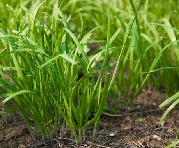 韭菜的种植方法