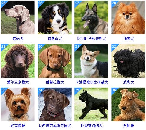 宠物狗排名缩略图