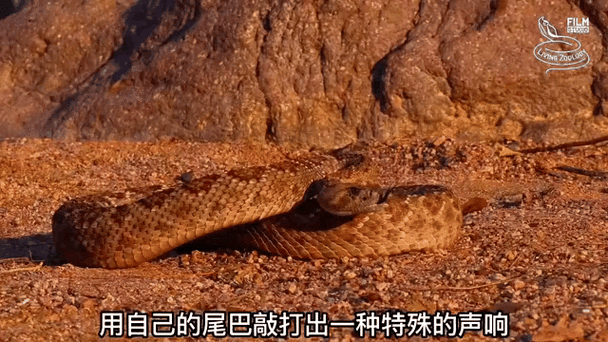 蛇蛇大作战最大的蛇缩略图
