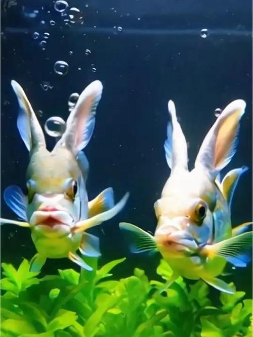 上面一个兔下面两个鱼