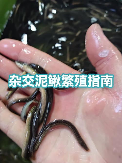 一条泥鳅可以产多少卵图标