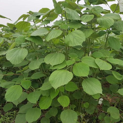 高蛋白牧草有哪些品种