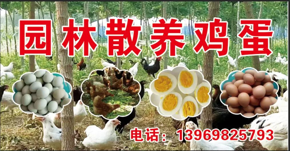 家养公鸡出售广告缩略图