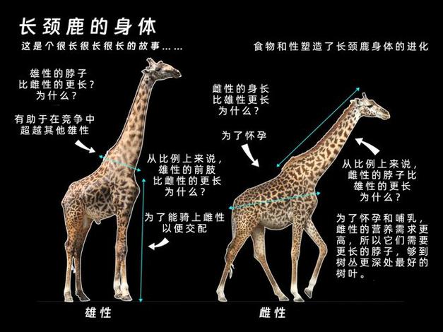 长颈鹿的脖子用处多有哪些