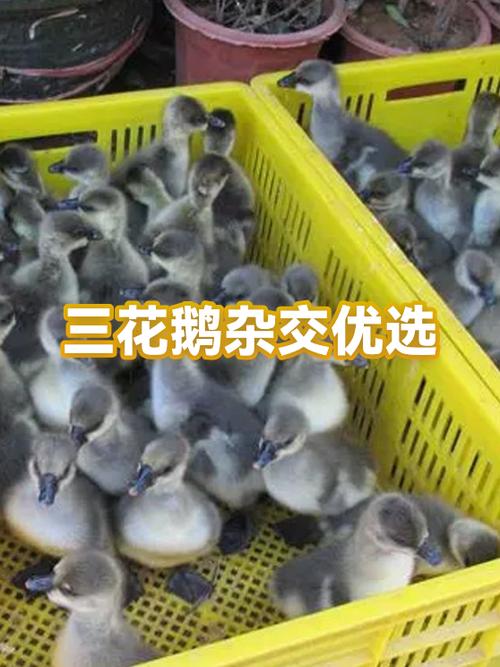 三花鹅品种介绍
