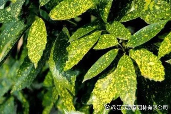 桃叶青青是赞美什么图标