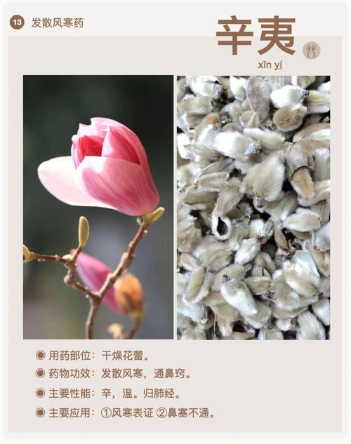辛夷散正宗配方