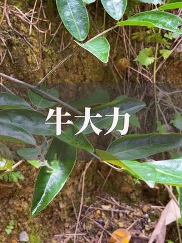力大如牛