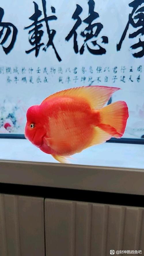财神鹦鹉鱼混养搭配图标