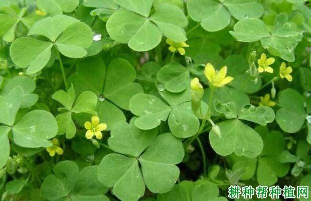 酢浆草专用除草剂缩略图