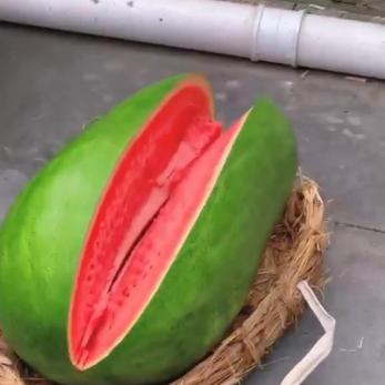 大西瓜呀圆又圆抱呀抱不动缩略图