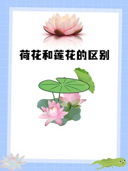荷花和爸爸的小说
