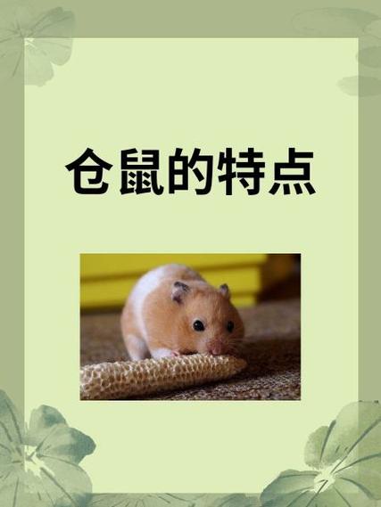 仓鼠吃木屑吗缩略图