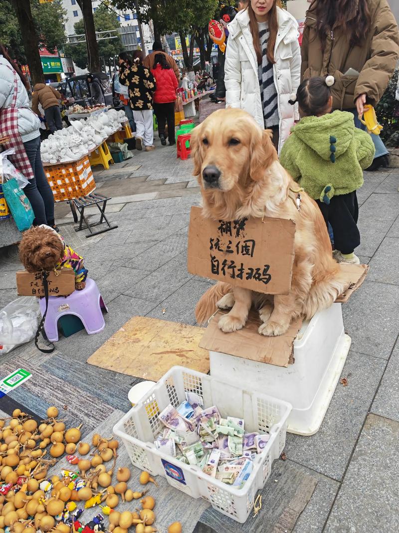遛狗游戏赚钱靠谱吗缩略图