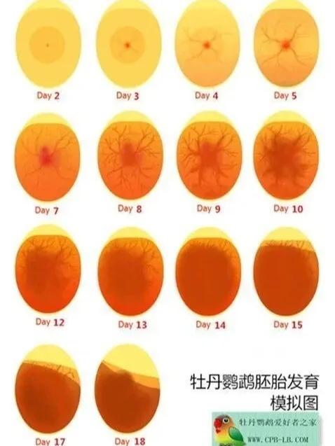 鹦鹉一年繁殖几次游戏截图