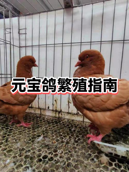 元宝鸽繁殖能力强吗缩略图