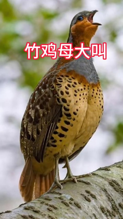 竹鸡叫缩略图