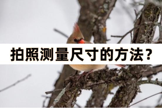 拍照尺寸测量缩略图