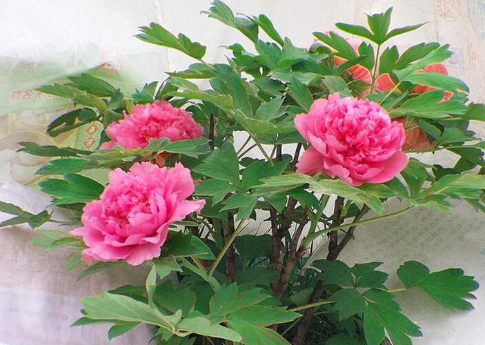 牡丹花视频图标