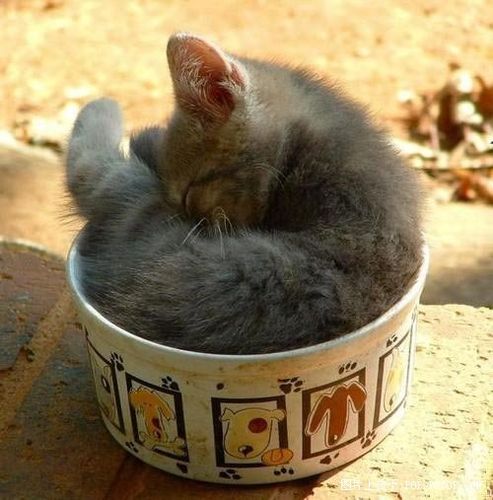 猫咪喵呜喵呜的叫缩略图
