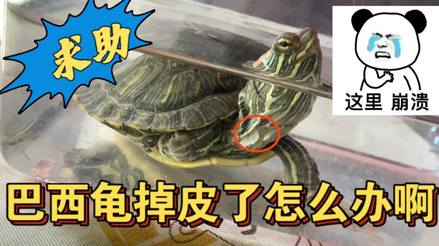 龟壳起皮了翘起来了缩略图