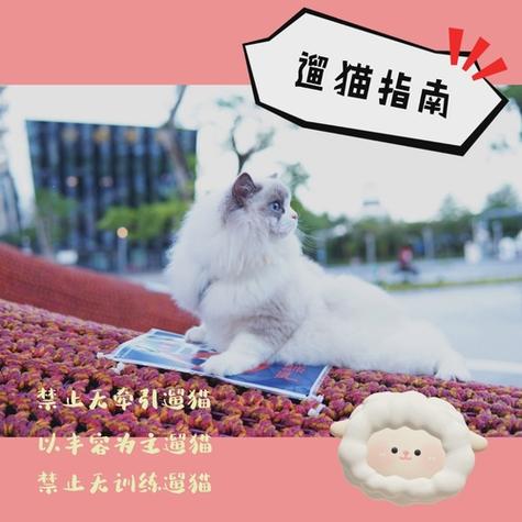 猫绳的正确戴法视频缩略图
