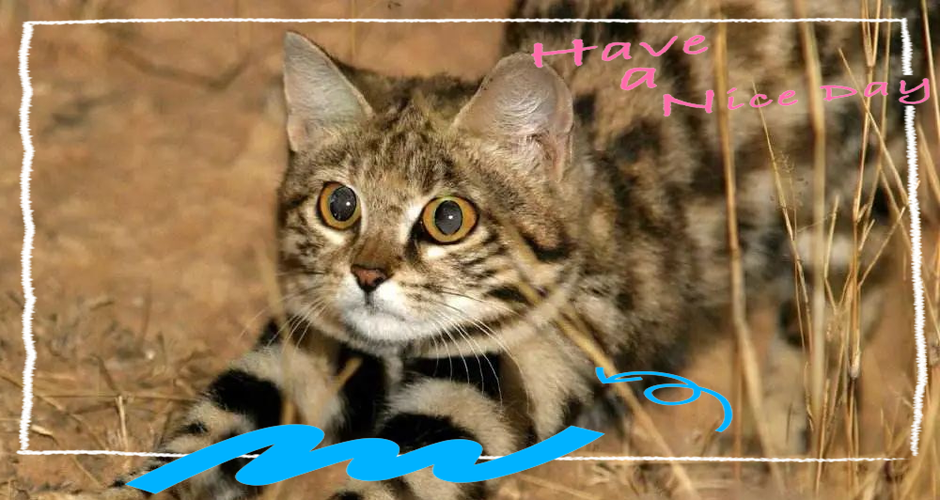 新版猫咪2.1.0缩略图