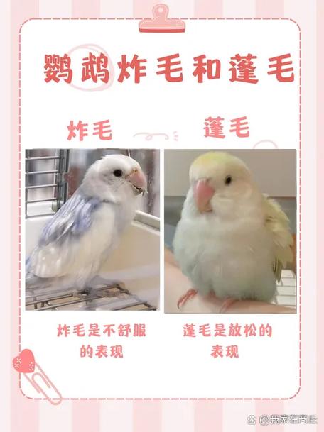 鸟炸毛会自愈吗缩略图