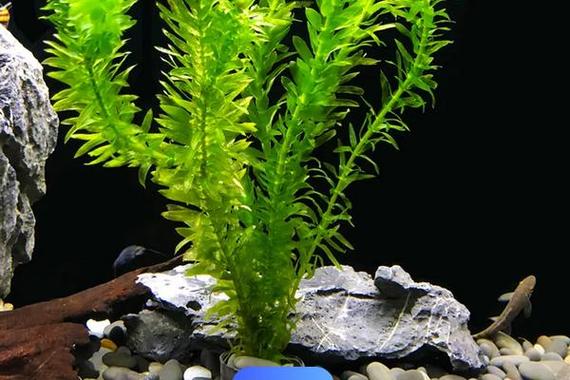 植物繁殖后代的方法图标