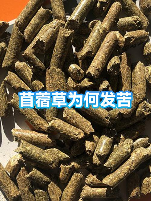 苜蓿草是三叶还是四叶缩略图