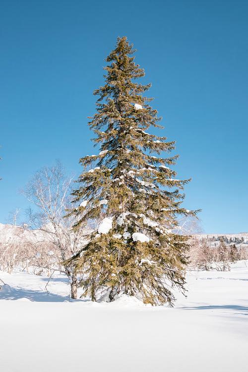 我的世界雪原与雪原针叶林种子码