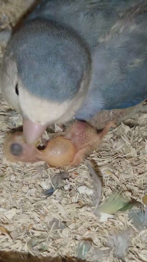 鹦鹉雏鸟喂食缩略图