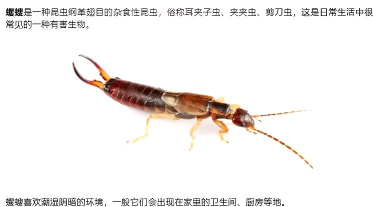 毒虫三巨头vs昆虫三巨头游戏截图