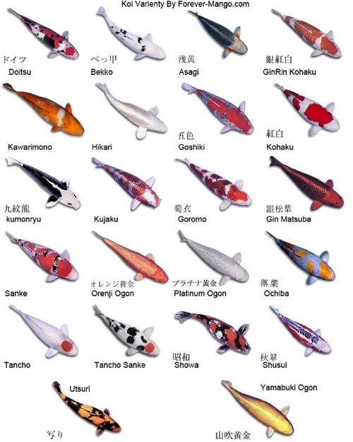 锦鲤有哪些颜色缩略图