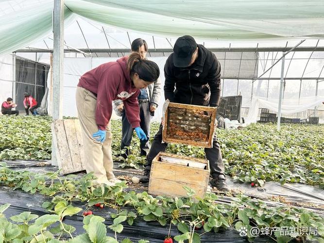 蜜蜂几点回粉多