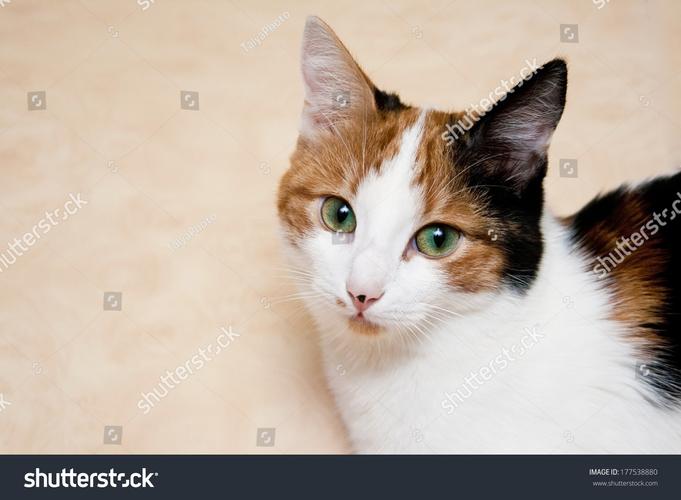 有三只猫坐在桌子上英语
