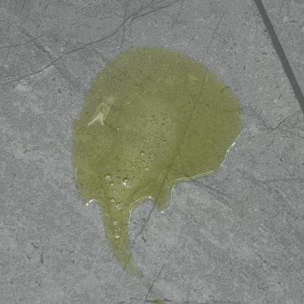 猫吐绿色液体缩略图