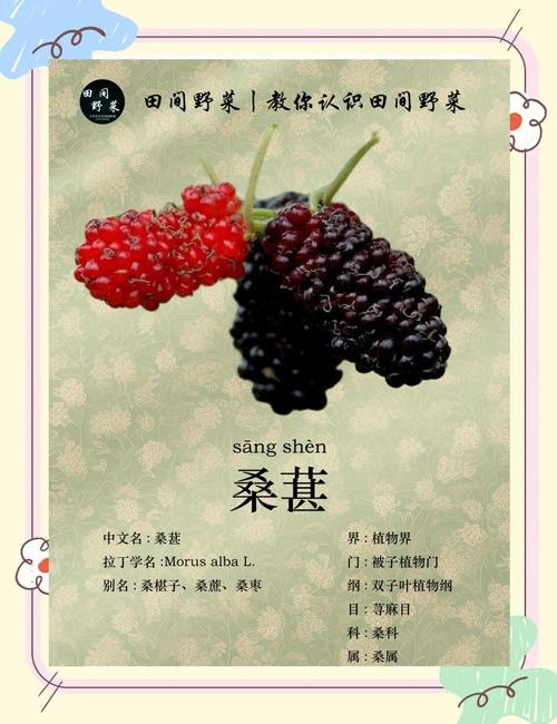 桑葚叫卖录音图标