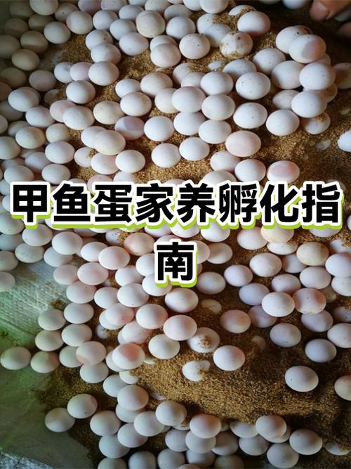 如何加速海龟蛋孵化缩略图