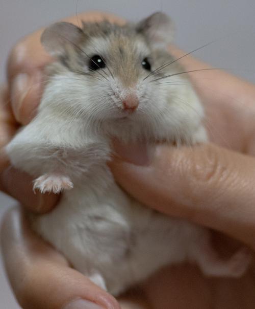 野生仓鼠生活在哪里