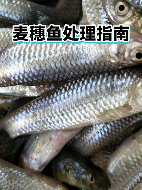 买回来的鱼如何清洗缩略图
