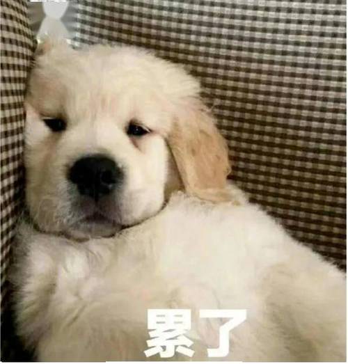 累的图片表情包游戏截图