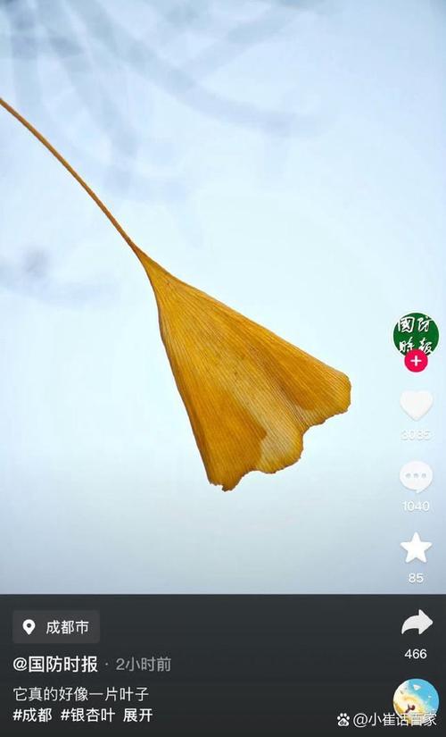 银杏叶像什么,什么像什么缩略图