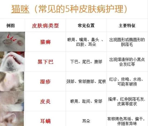 猫咪皮肤病症状及图片游戏截图